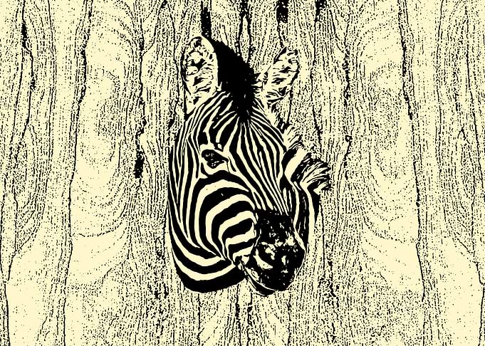 Zebra portrait