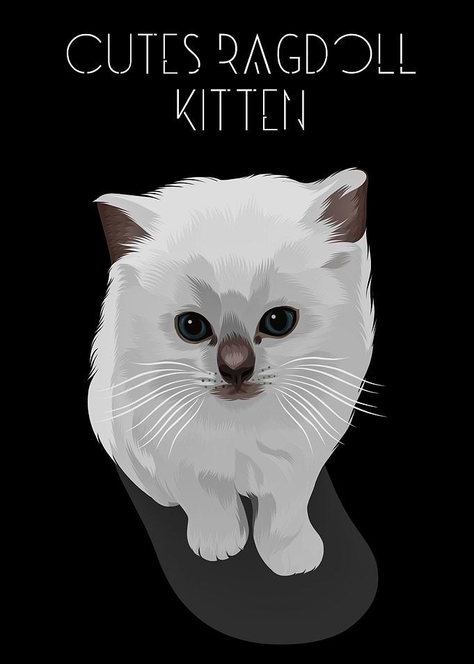 Cutes Ragdoll Kitten