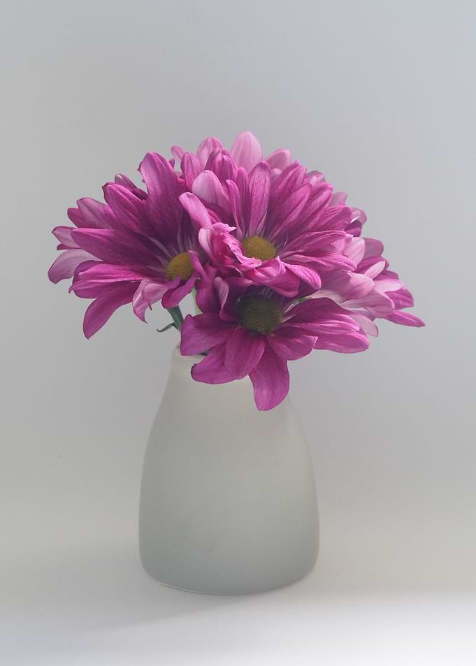 Flowers Daisies