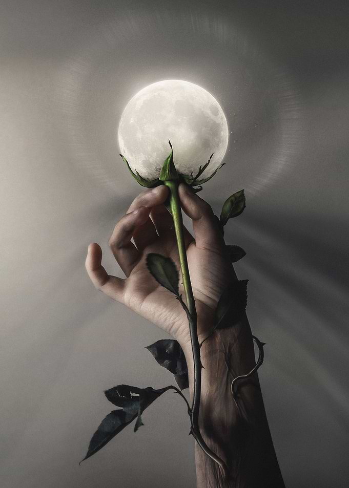 Moon Bloom