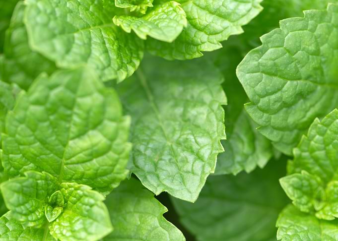 Macro Plant