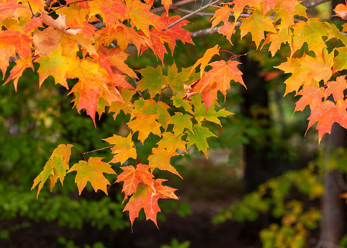 Autumn leaf