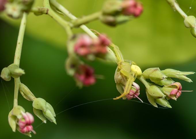 Crabspider on CashewFlower