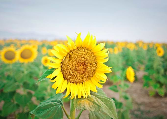 Large Sunflower