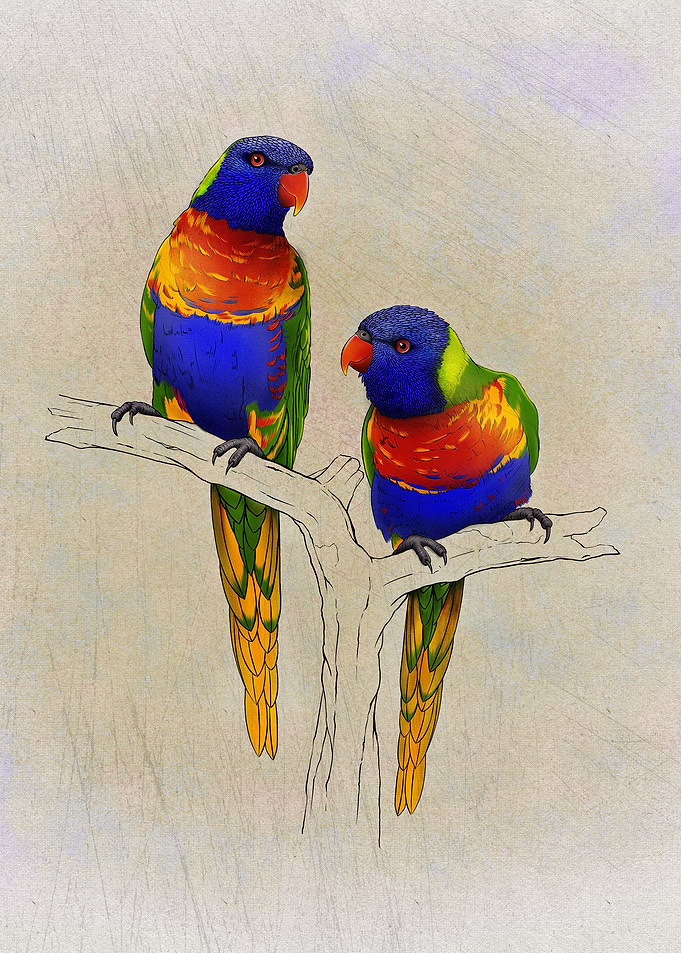 Rainbow Lorikeet