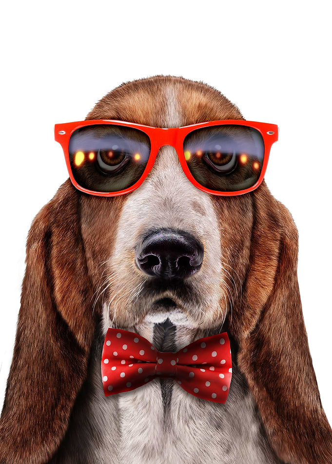 Chic Basset Hound Dog