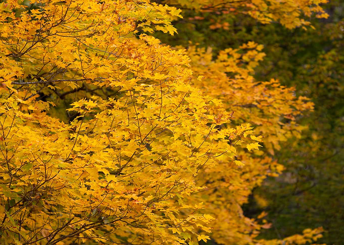 Autumn tree