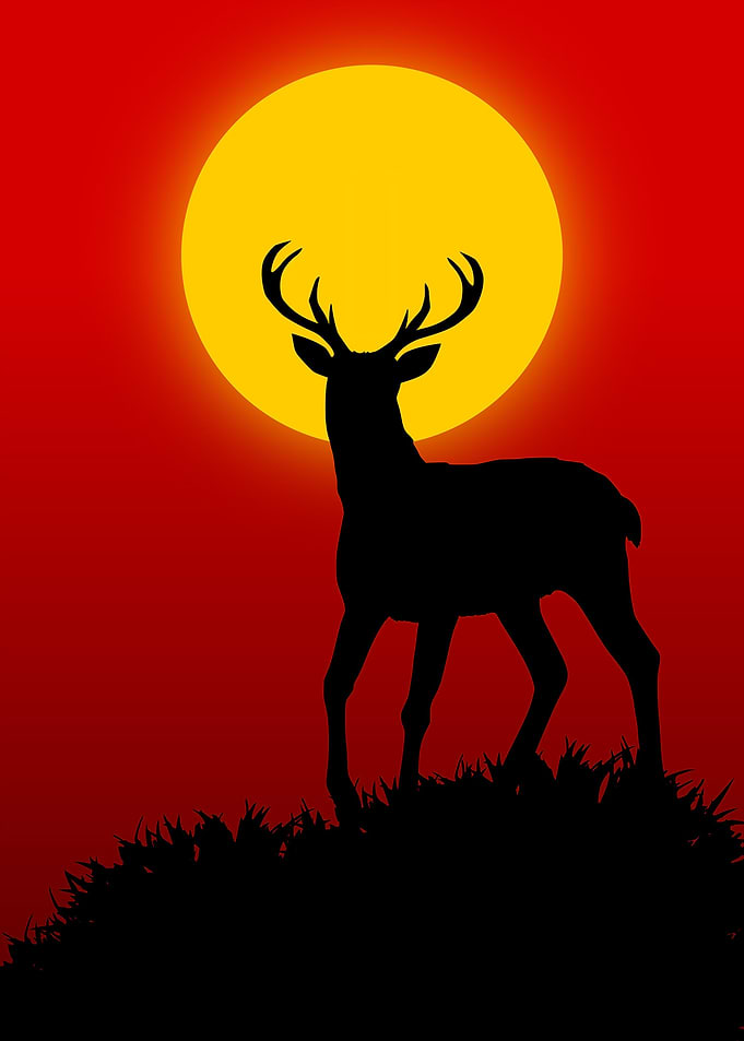 deer on sunset