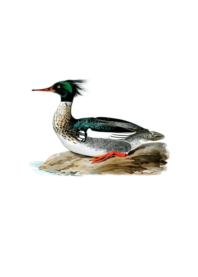 Red Breasted Merganser
