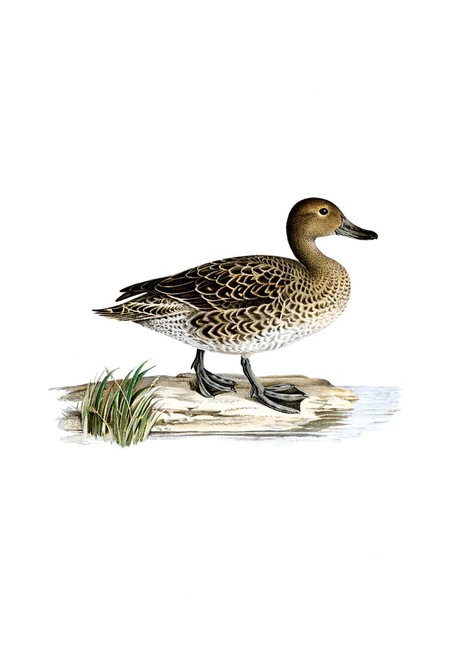 Northern Pintail Duck Bird