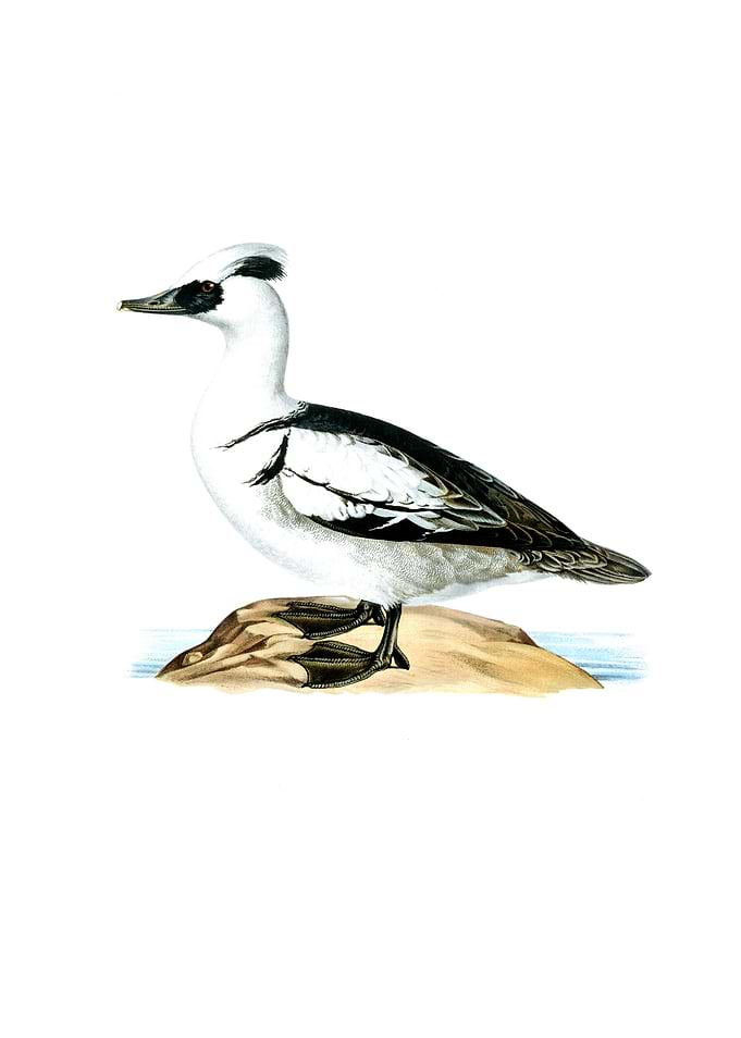 Vintage Smew Duck