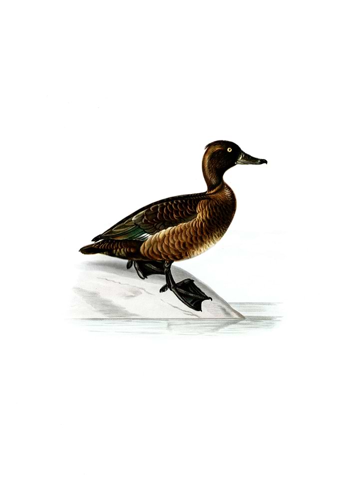 Ferruginous Duck Female