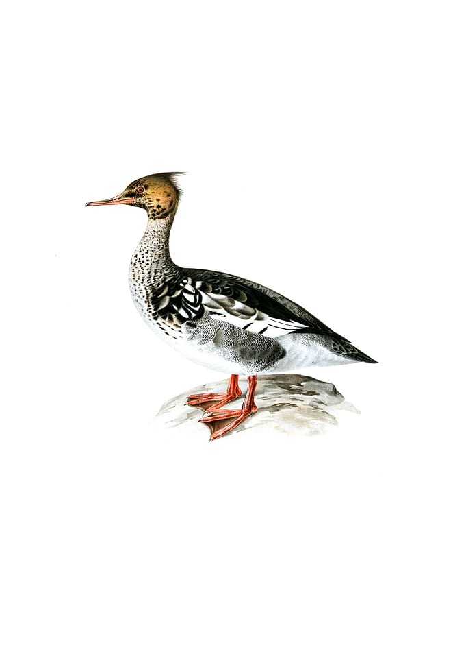 Red Breasted Merganser