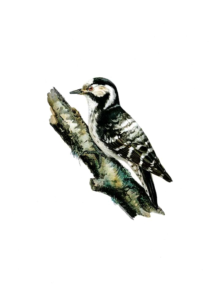 Lesser Spotted Woodpecker