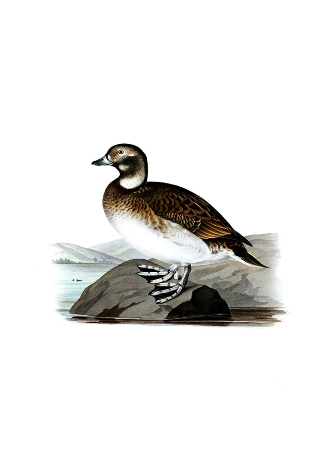 Vintage Long Tailed Duck