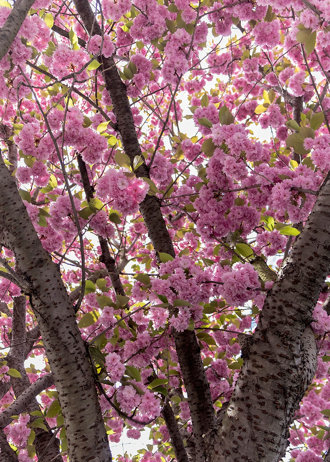Spring Blossoms in London