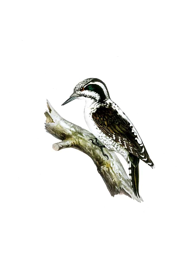 Three Toed Woodpecker Bird