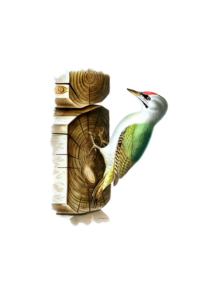Grey Headed Woodpecker