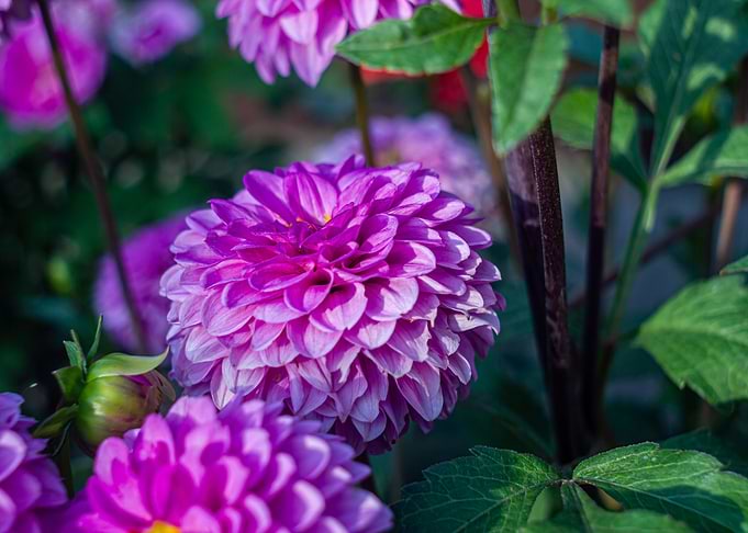 Dahlia