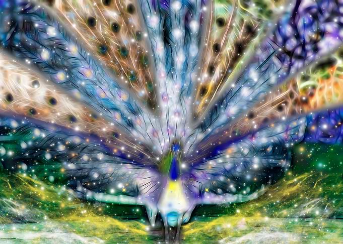 Peacock in Galaxy Lets Fly