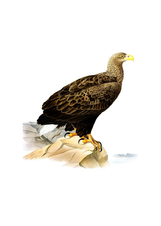 White Tailed Eagle Bird