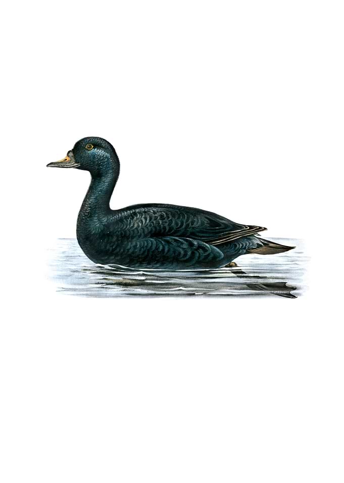 Vintage Common Eider Duck