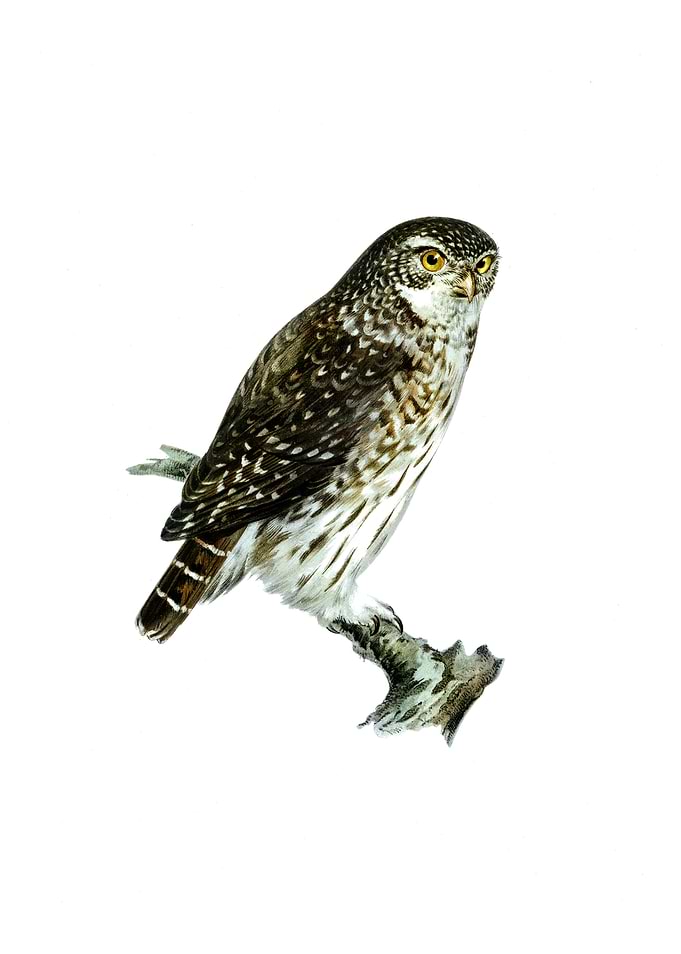 Vintage Eurasian Pygmy Owl