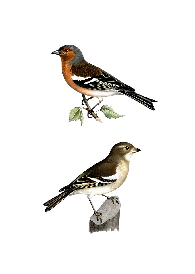 Chaffinch Male Bird