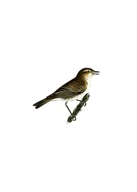 Common Chiffchaff Bird