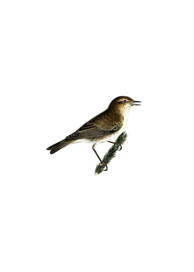 Common Chiffchaff Bird
