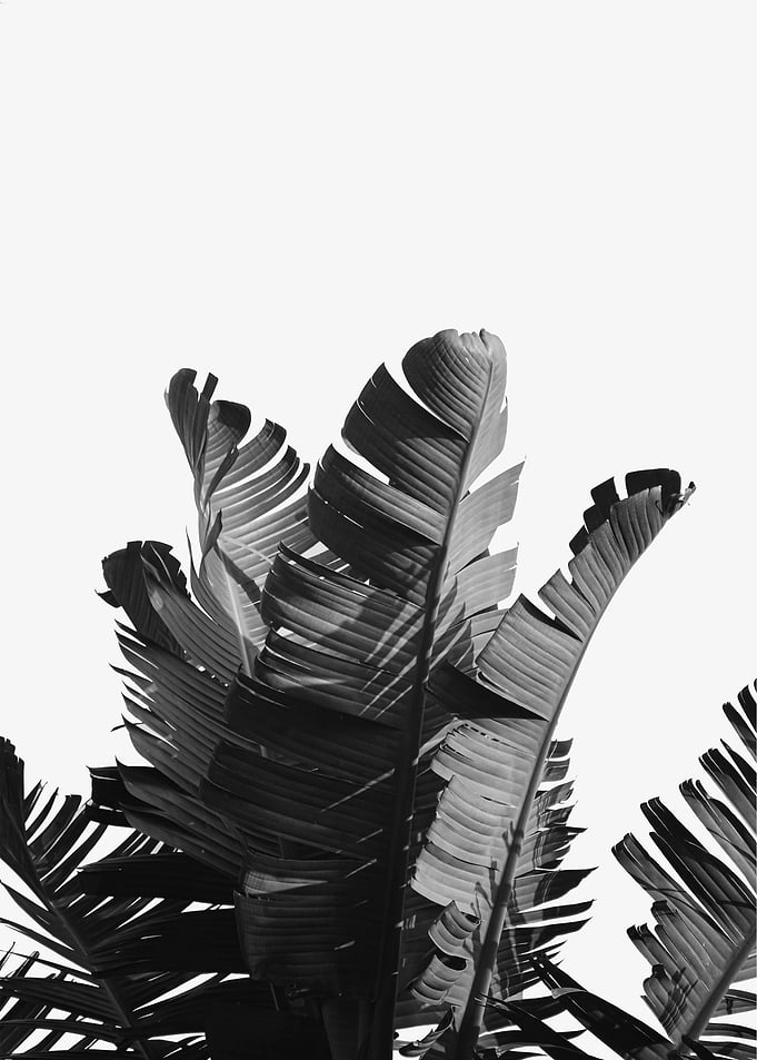 banana leaf black