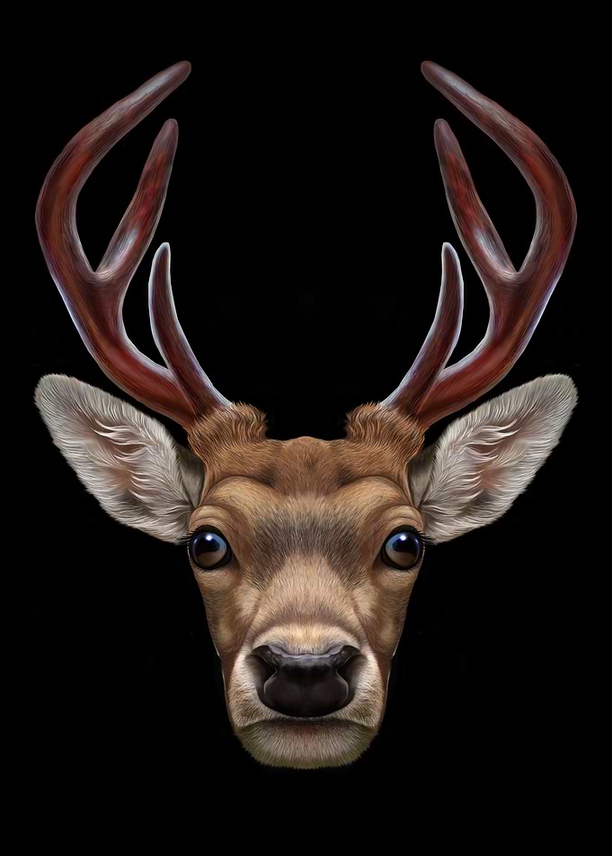 Alpha Deer