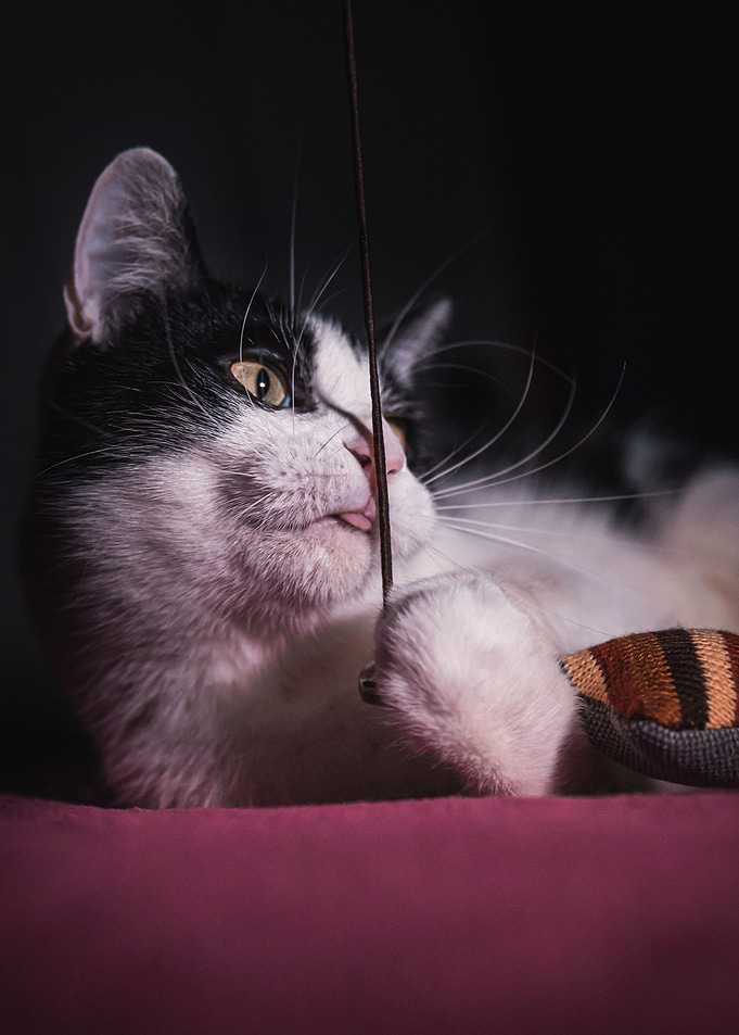 Playing cat