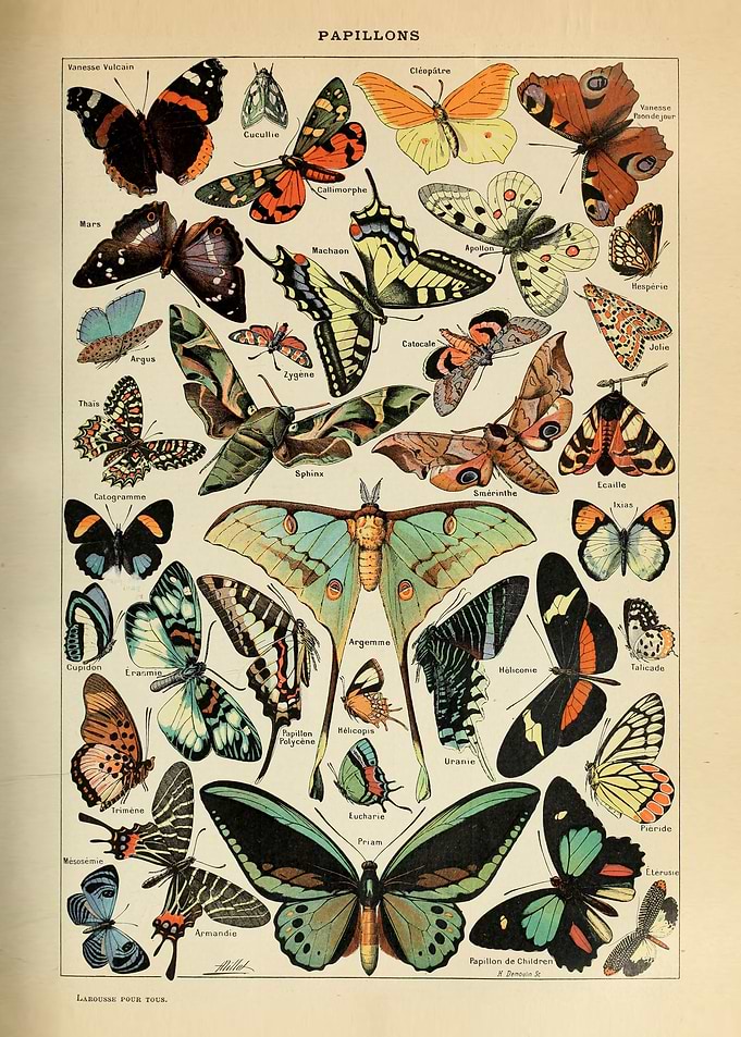 Papillons