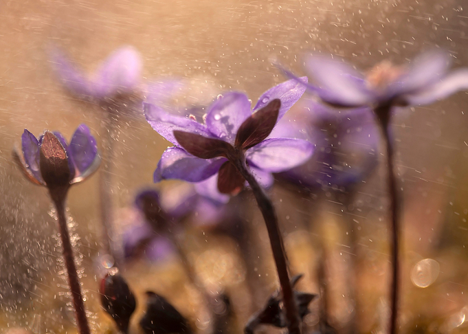 Floral composition