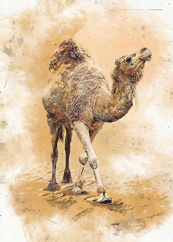 Camel