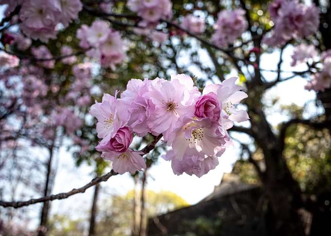 Sakura tree Kikuzakura