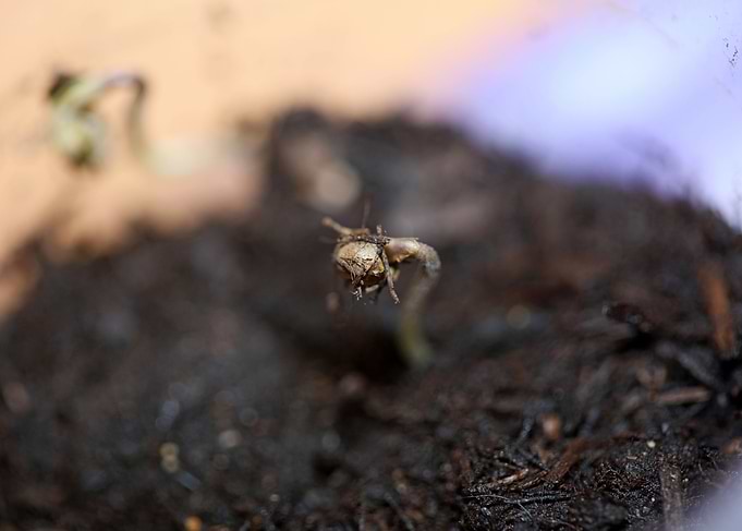 Cannabis first leaves