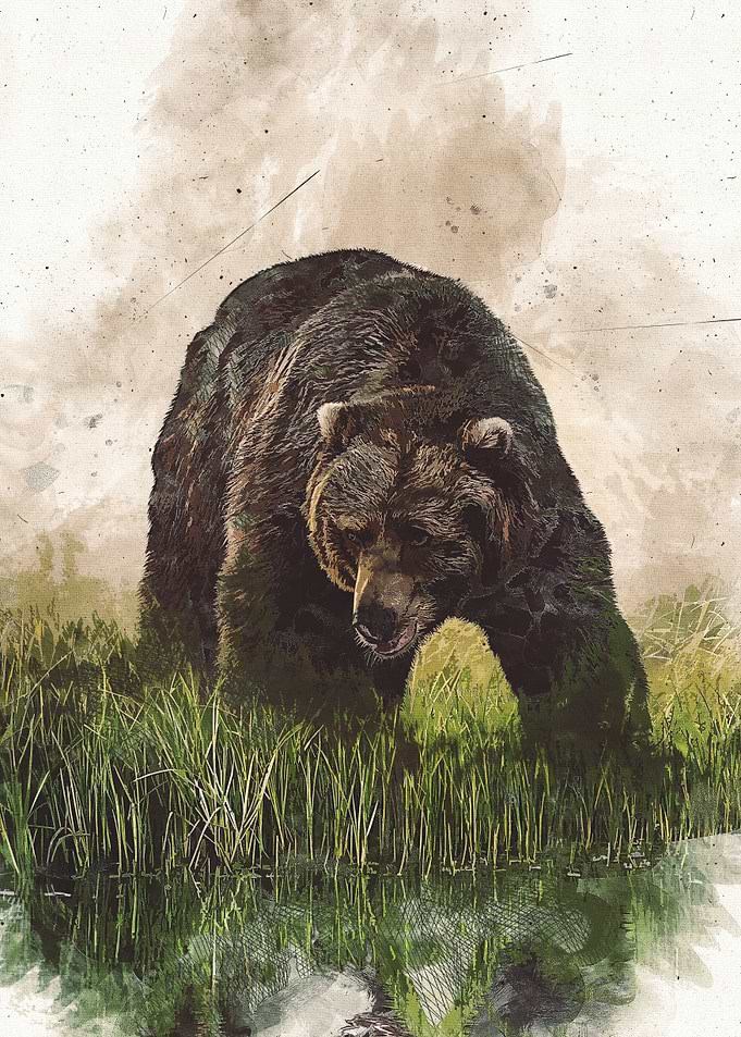 Bear