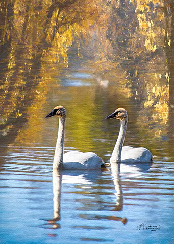 Swan Reflections