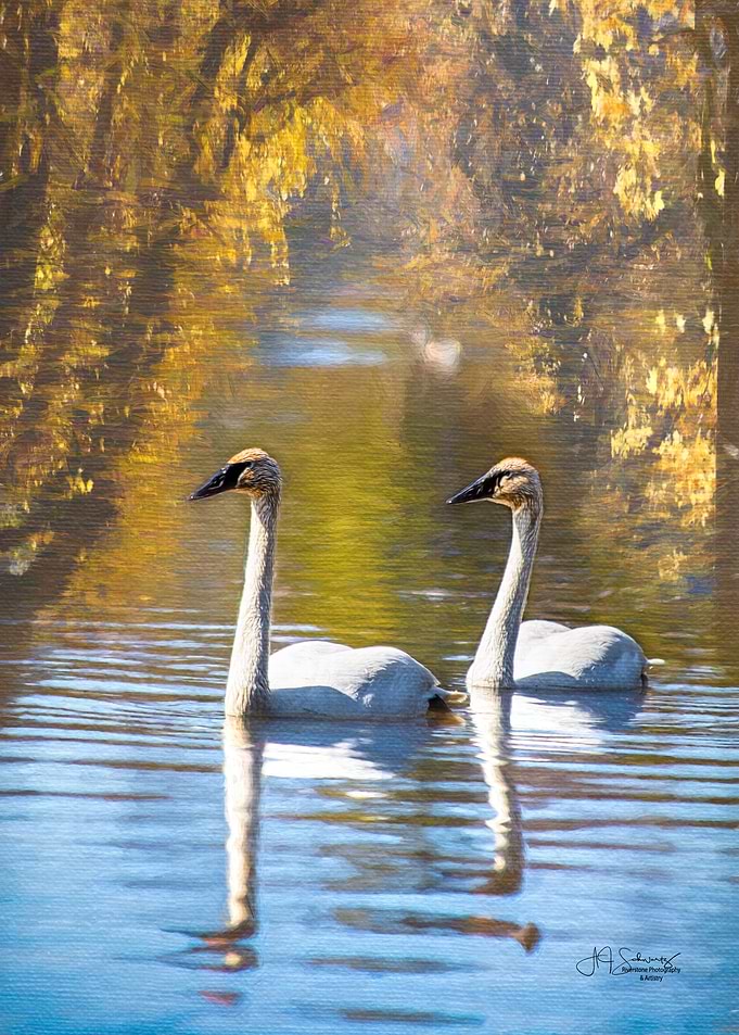 Swan Reflections
