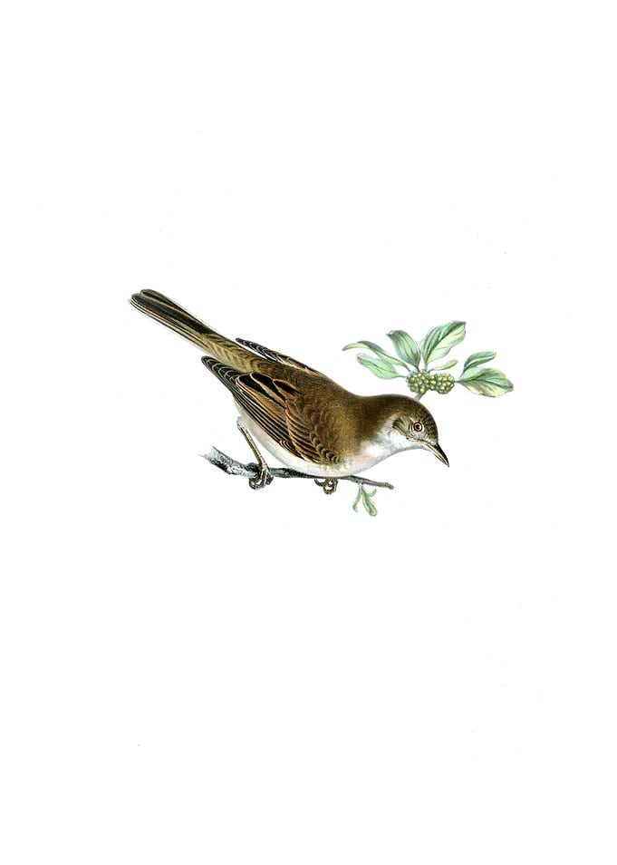 Common Whitethroat Bird