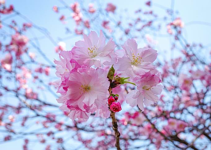 Sakura flowers