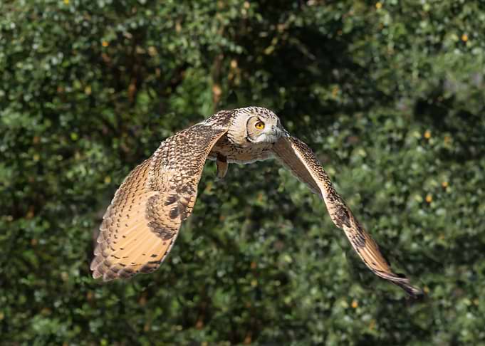 Fly and hunting