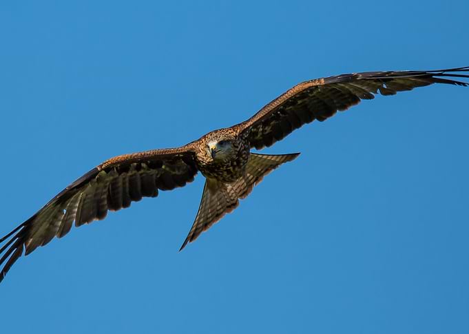 Kite above