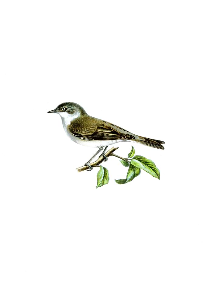 Lesser Whitethroat Bird