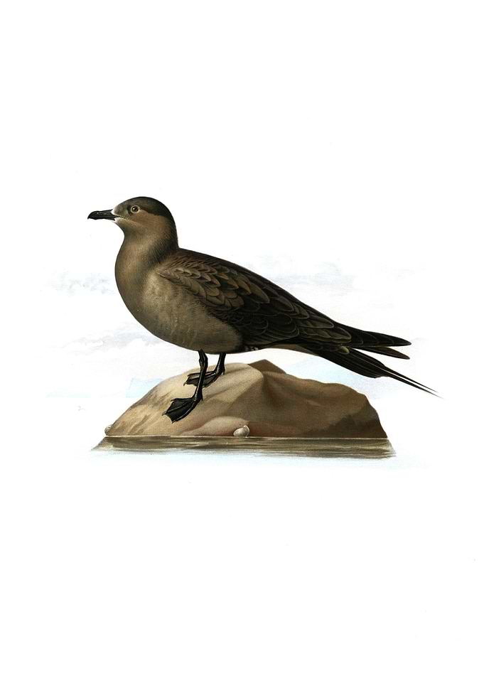 Parasitic Jaeger Skua Bird