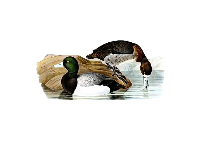 Vintage Greater Scaup Duck