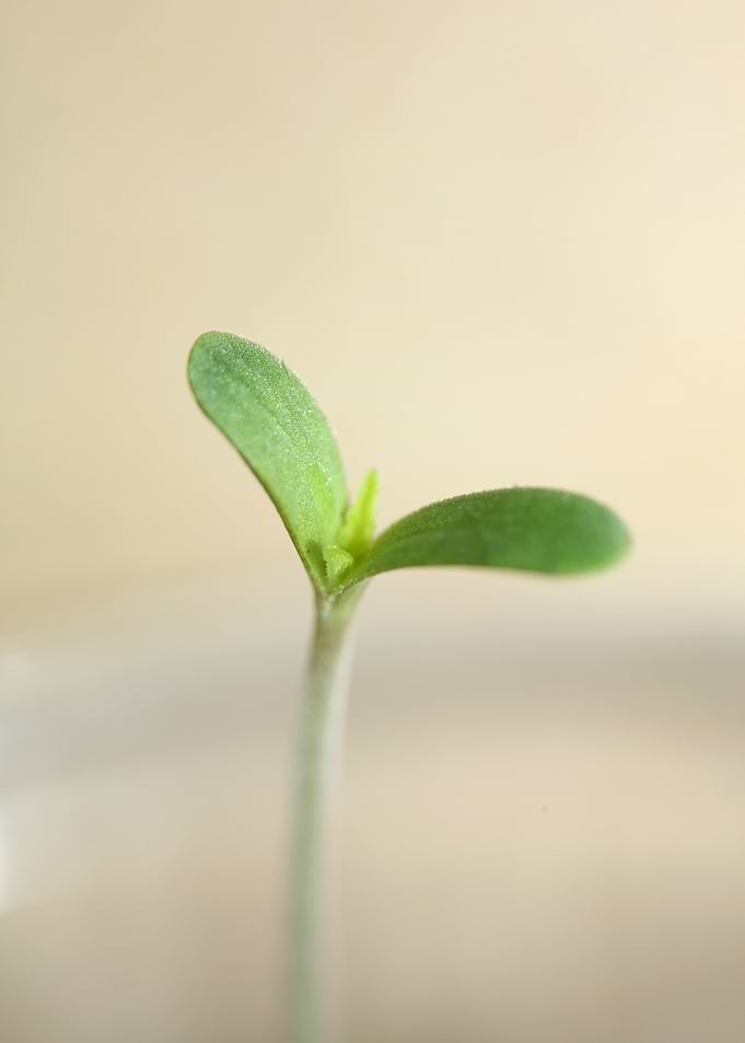 Marihuana plant cotyledons