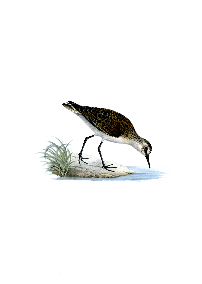 Vintage Little Stint Bird